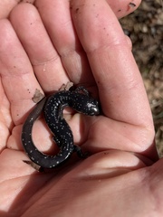 Plethodon mississippi