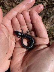 Plethodon mississippi
