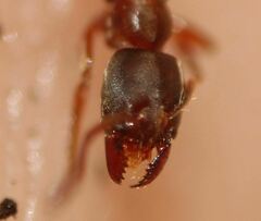 Pseudoponera stigma