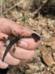 Plethodon mississippi