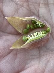 Astragalus magdalenae