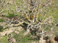 Pyrus bourgaeana
