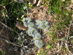 Thaumetopoea herculeana