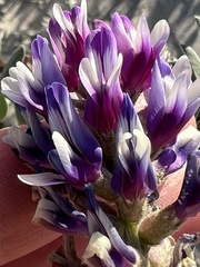 Astragalus magdalenae