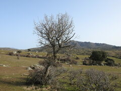 Pyrus bourgaeana