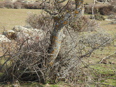 Pyrus bourgaeana