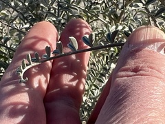 Astragalus magdalenae