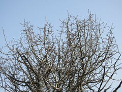 Pyrus bourgaeana