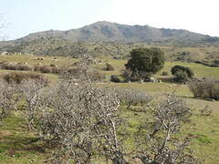 Pyrus bourgaeana