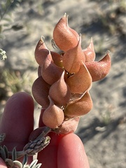 Astragalus magdalenae