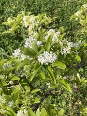 Chionanthus