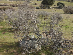 Pyrus bourgaeana