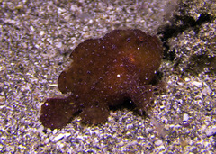 Antennarius randalli