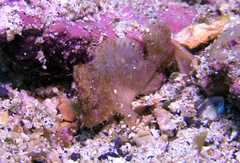 Antennarius randalli