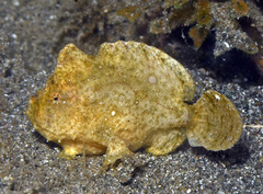 Antennarius randalli