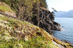 Collinsia grandiflora