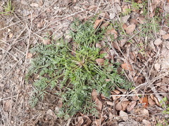 Daucus carota