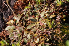 Micranthes integrifolia