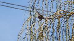 Fringilla coelebs coelebs
