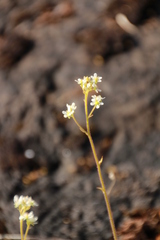 Micranthes integrifolia