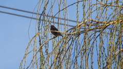 Fringilla coelebs coelebs