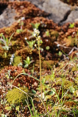 Micranthes integrifolia