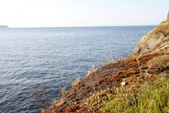 Micranthes integrifolia