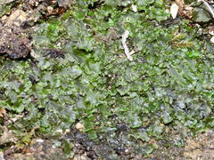 Pellia neesiana