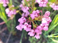 Erica cubica