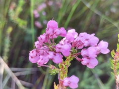 Erica cubica