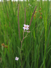 Epilobium palustre