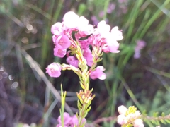 Erica cubica