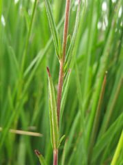 Epilobium palustre