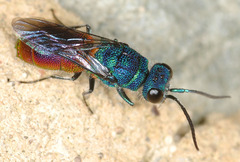 Chrysis mediata
