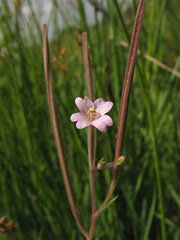 Epilobium palustre