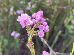 Erica cubica
