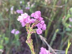 Erica cubica