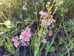 Erica cubica