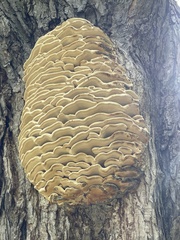 Climacodon septentrionalis