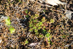 Sedum oreganum