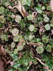 Marchantia