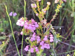 Erica cubica