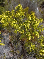 Erica lutea