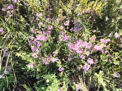 Erica cubica