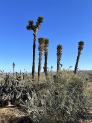 Yucca valida