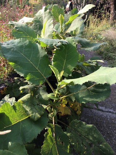fiberglass plant
