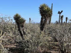 Yucca valida