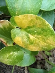 Phyllosiphon arisari