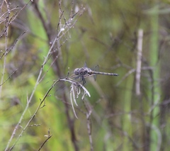Trithemis donaldsoni