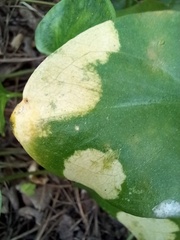 Phyllosiphon arisari